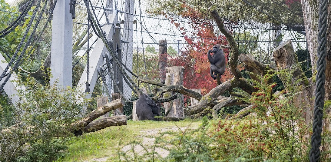 Modernisierung Menschenaffen-Anlage  I  Zoo Basel