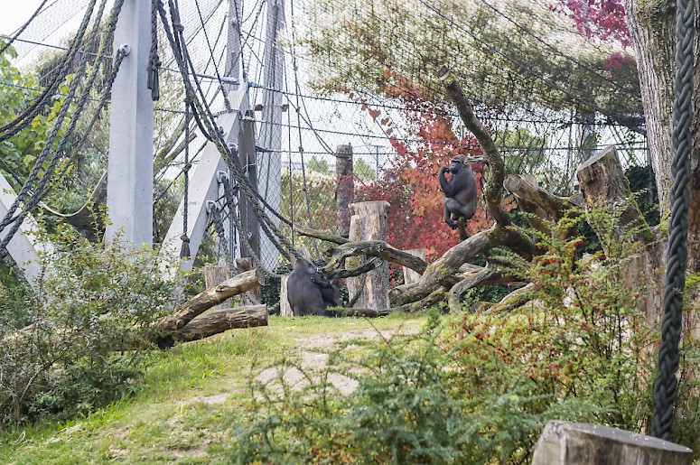 Modernisierung Menschenaffen-Anlage  I  Zoo Basel